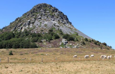 Der Mont Gerbier de Jonc